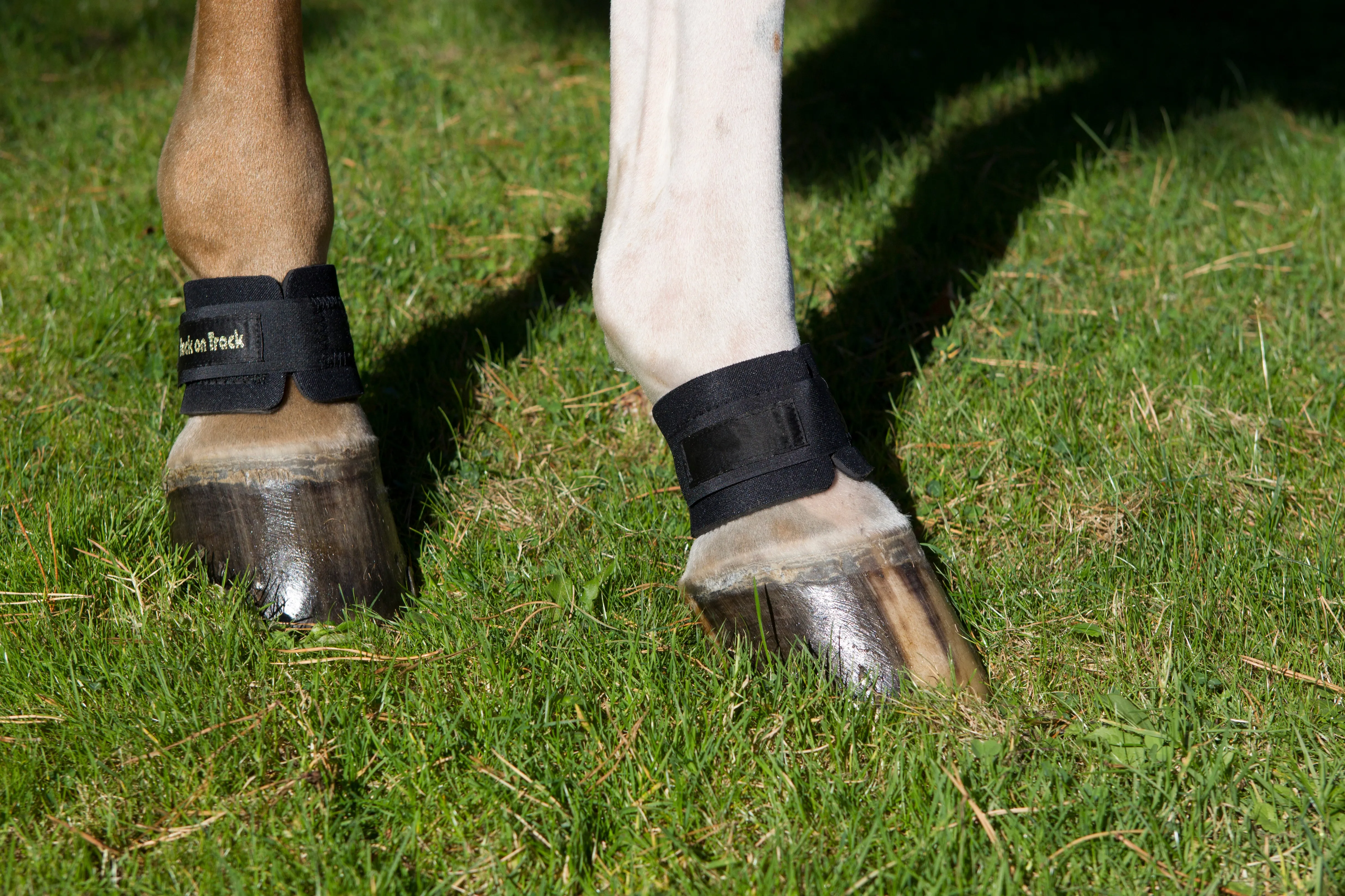 Pastern/Fetlock Bands